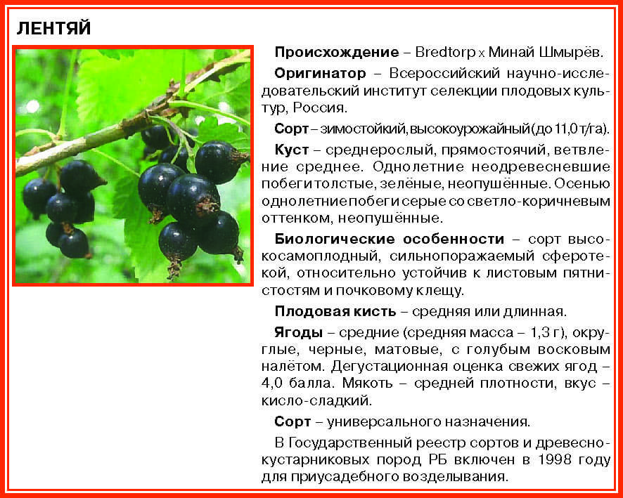 Смородина черная вологда: описание сорта, уход и выращивание