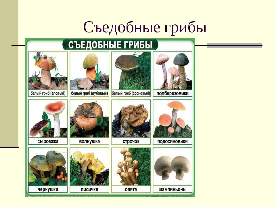 Виды грибов: 120 фото с подробным описанием внешнего вида