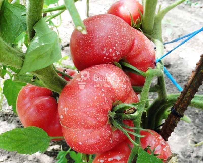 Тонкости выращивания, характеристика и описание томата малиновое чудо