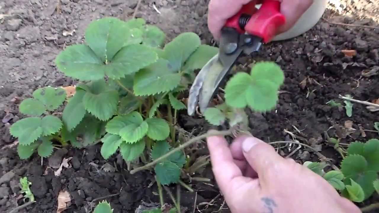 Ремонтантная клубника: правильный уход и выращивание в открытом грунте, видео и фото