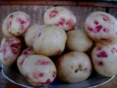 Сорт картофеля иван да марья: характеристика, описание с фото, отзывы
