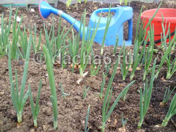 Подготовка лука севка к посадке: чем и как обработать лук перед посадкой от болезней и вредителей