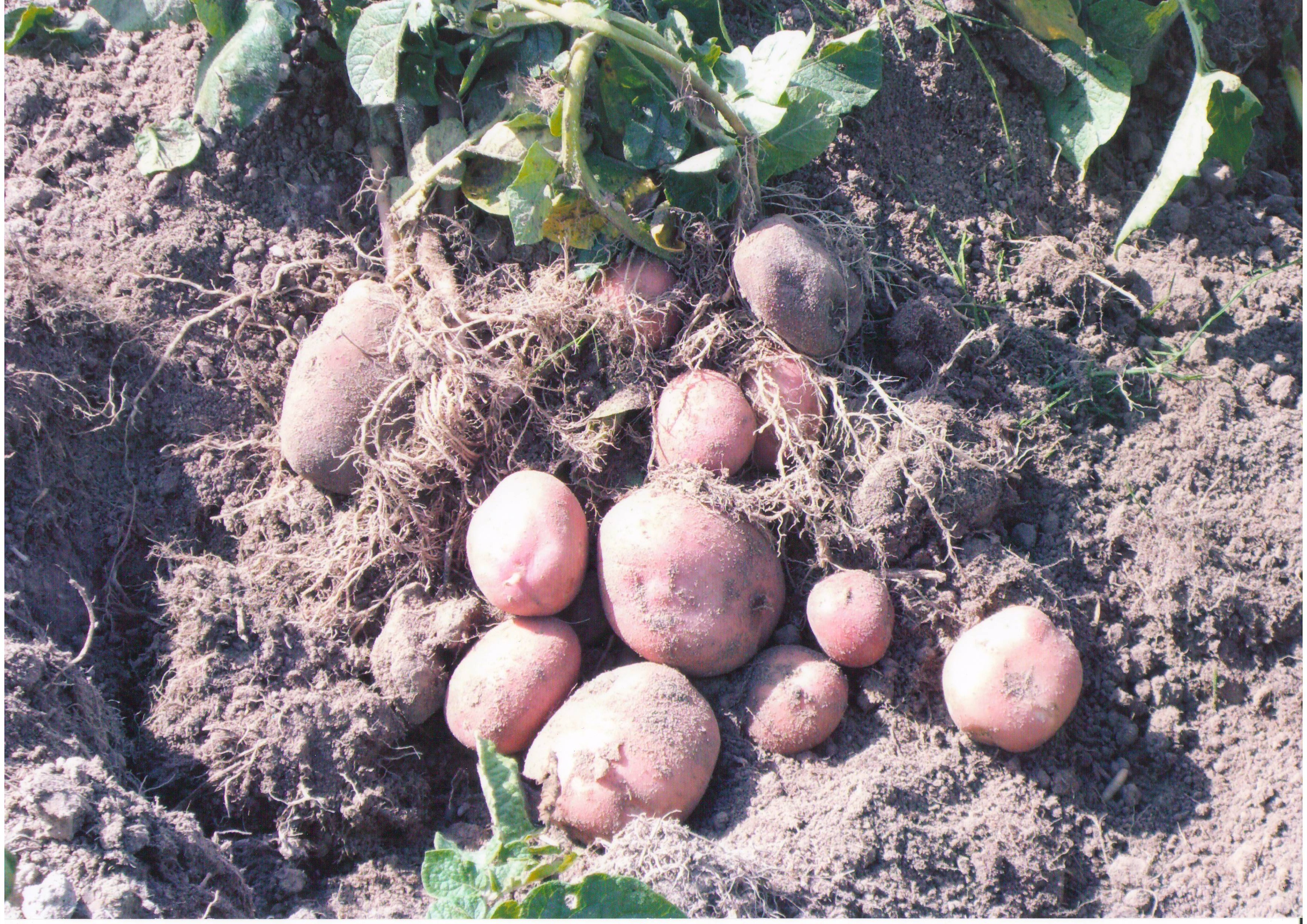 Раннеспелый сорт картофеля с высокой степенью лежкости «ред соня»