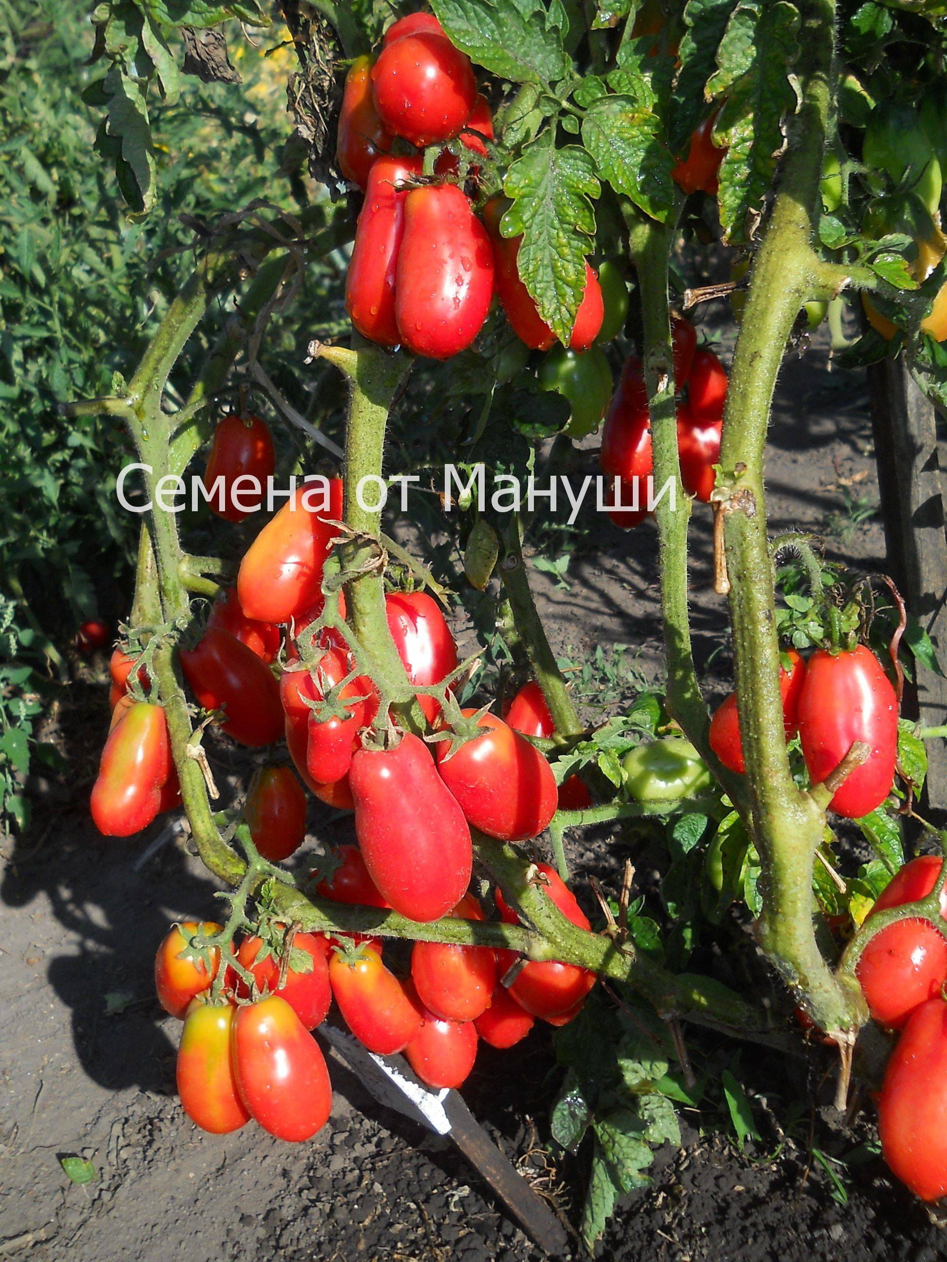 Находка для гурманов — томат «московский деликатес»: преимущества перед другими сортами помидоров