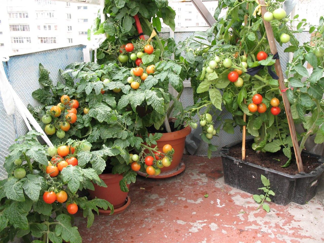 Выращивание помидоров черри с фото и видео: как посадить и вырастить томаты в открытом грунте