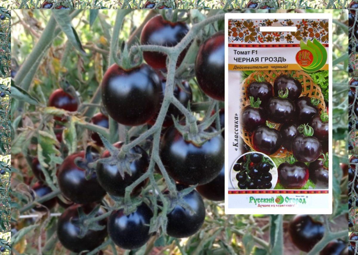Помидор сладкая гроздь - описание сорта с фото, характеристика урожайность отзывы, кто сажал видео