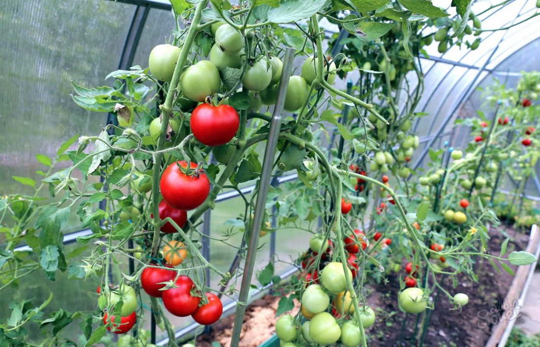 Какие помидоры лучше сажать в теплице, для максимального урожая. | красивый дом и сад