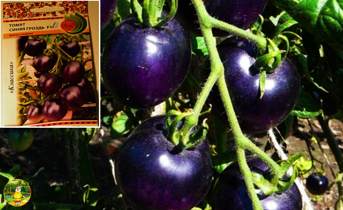 Томат виноградная гроздь: отзывы, фото, урожайность, посадка и уход