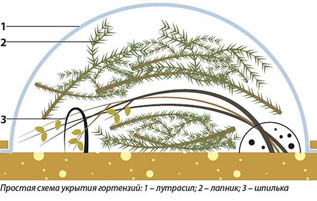 Розмарин схема посадки