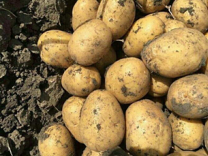 Картофель уладар: описание сорта и особенности выращивания