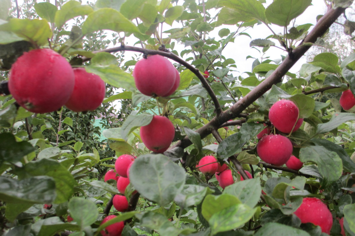 Выращивание яблони белорусское сладкое - мыдачники