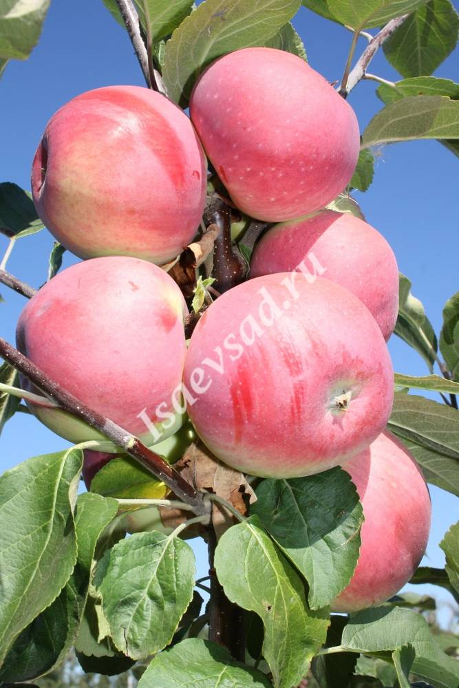 Описание и характеристики сорта яблони вишневое, посадка и выращивания - всё про сады