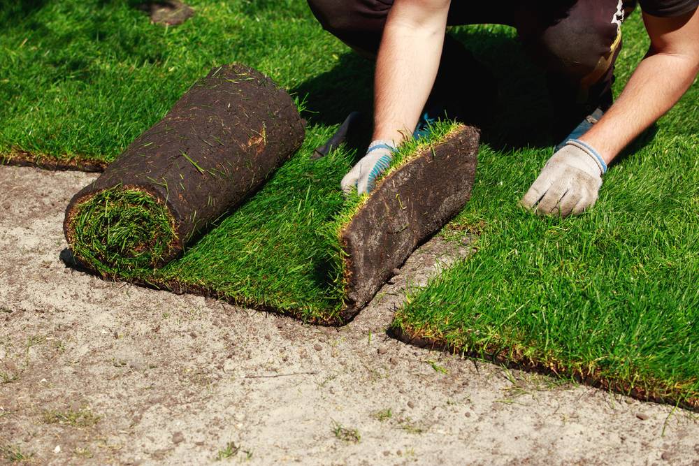 11 советов, как укладывать рулонный газон своими руками. устройство рулонного газона