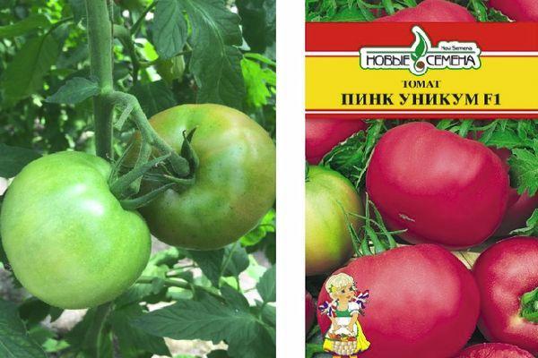 Томат "пинк гел f1": характеристика и описание сорта помидор с фото кустов, отзывы об урожайности