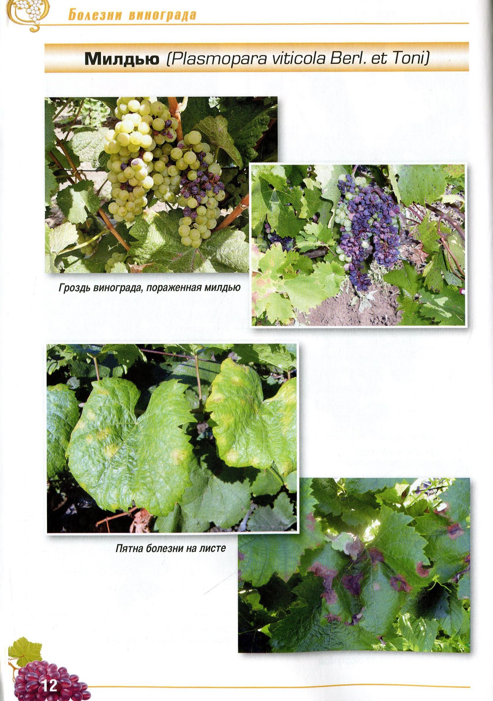 Болезни винограда – фото и чем лечить милдью, бактериальный рак, мраморность листьев, хлороз, антракоз, некроз побегов и другие заболевания - квартира, дом, дача - медиаплатформа миртесен
