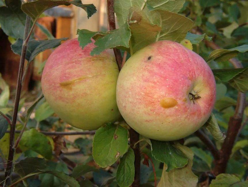 Яблоня неженка летняя: описание с фото и отзывы садоводов