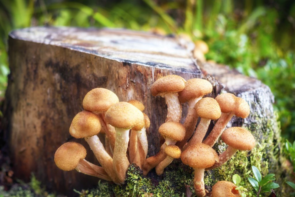 Календарь грибника: определитель грибов - как отличить ядовитые и съедобные грибы