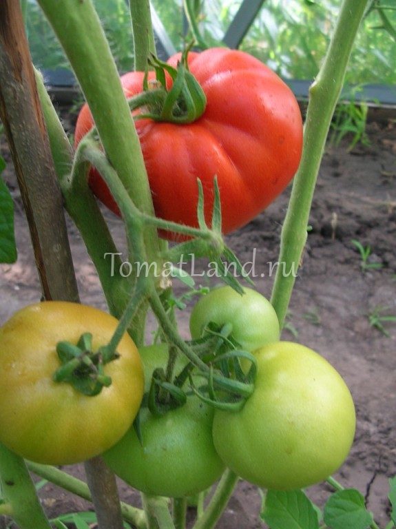 Сорт помидор «катюша»: описание, характеристики, фото-материалы, рекомендации по уходу и выращиванию