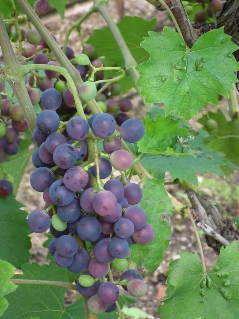 О винограде мускат белый: описание и характеристики сорта, посадка и уход