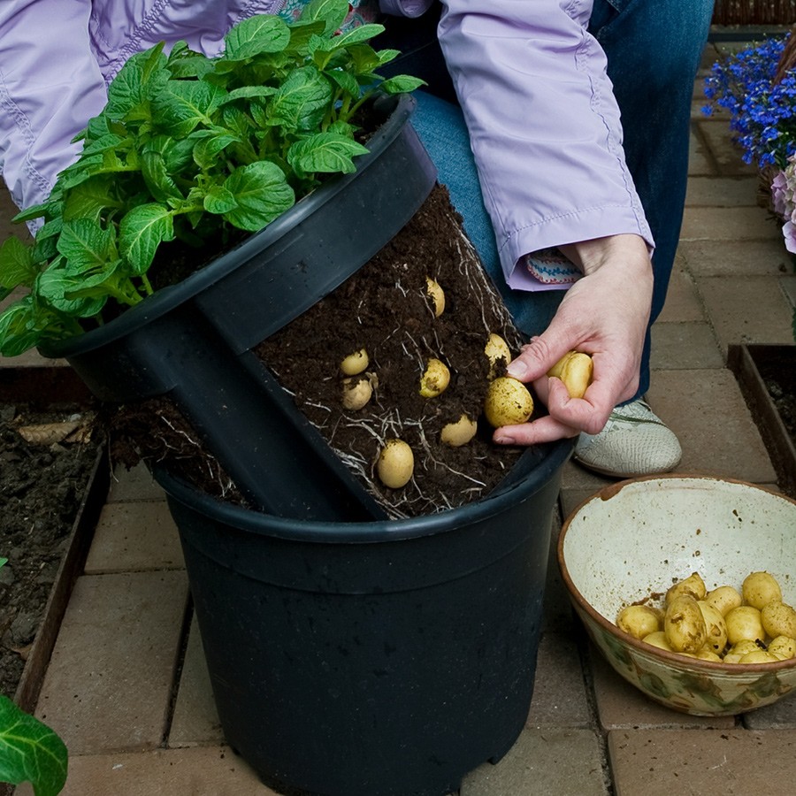 Как вырастить картофель в бочке: особенности выращивания, технология и пошаговая инструкция