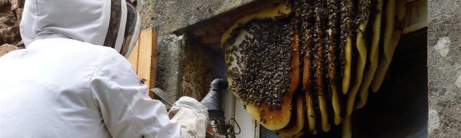 Как избавиться от пчел соседа народными средствами, способы уничтожения улья на соседском участке