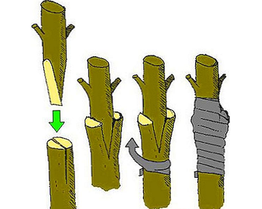 Приви. Прививка розы сверлением. Приспособление для черенкования растений. Прививаем розы клином. Метод бурито размножение плодовых деревьев.