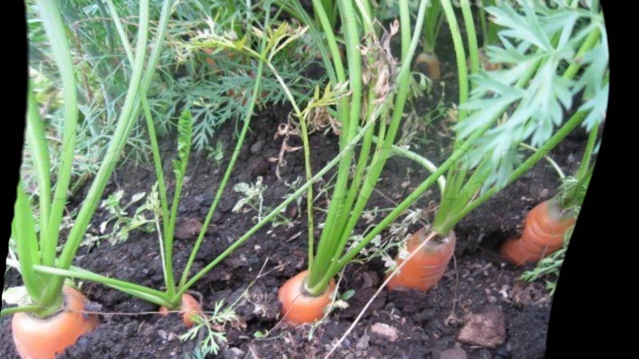 Как правильно посадить морковь, чтобы она выросла большой и вкусной