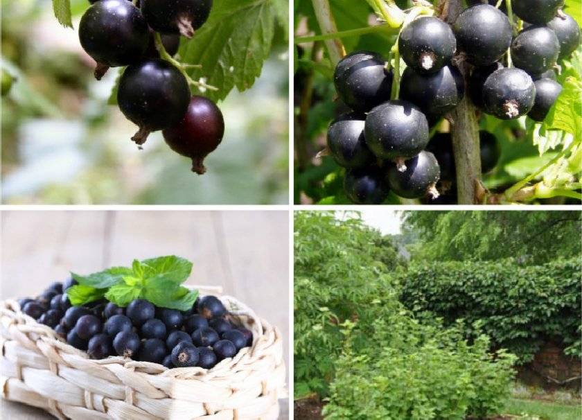 Сорта черной смородины: лучшие и самые урожайные виды, с крупными ягодами и ранние