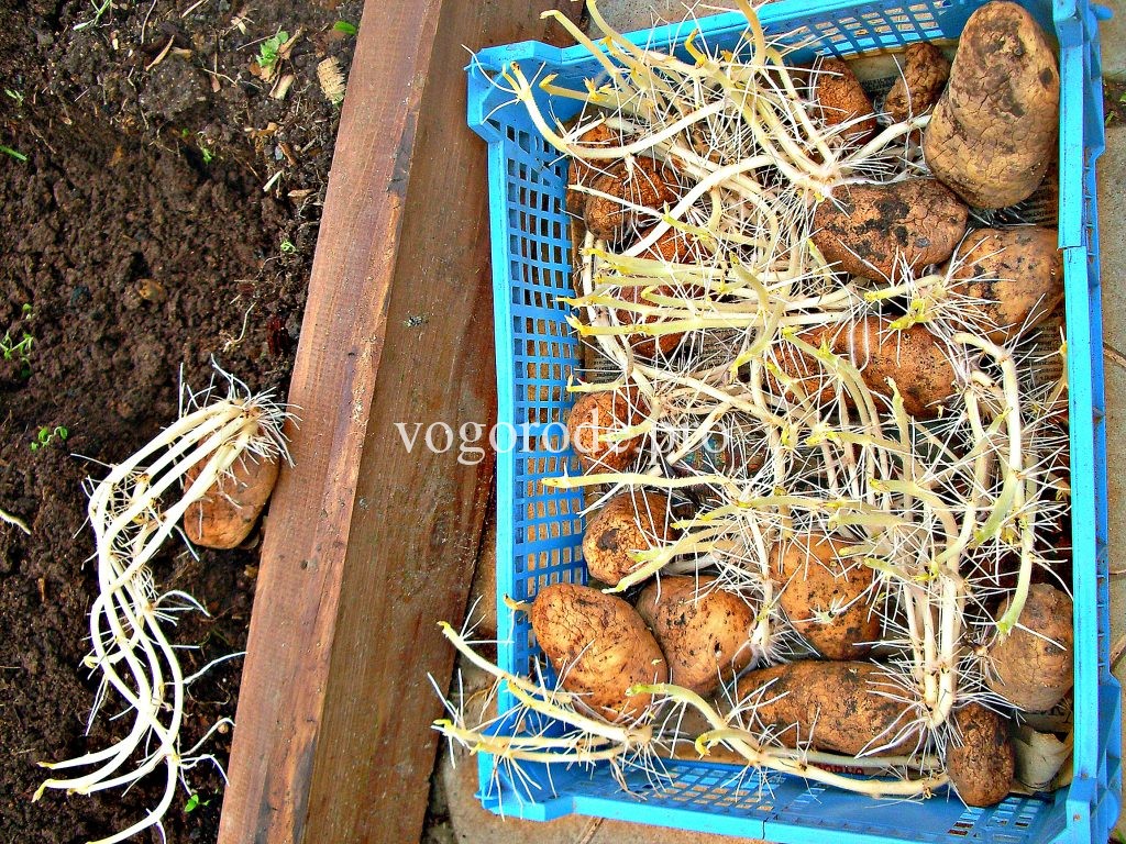 Проращивание картофеля перед посадкой: сроки | спутниковые технологии
