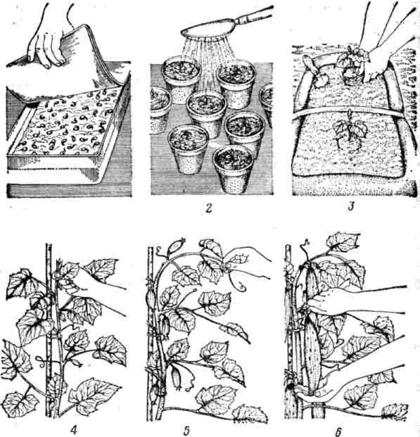 Рассмотрите рисунок иллюстрирующий последовательность действий по выращиванию растений