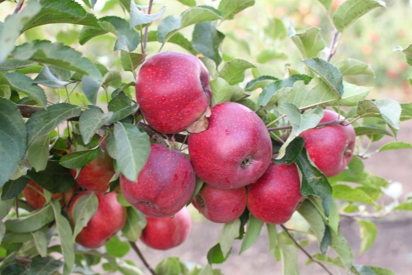 Описание яблони сорта Коваленковское и правила выращивания
