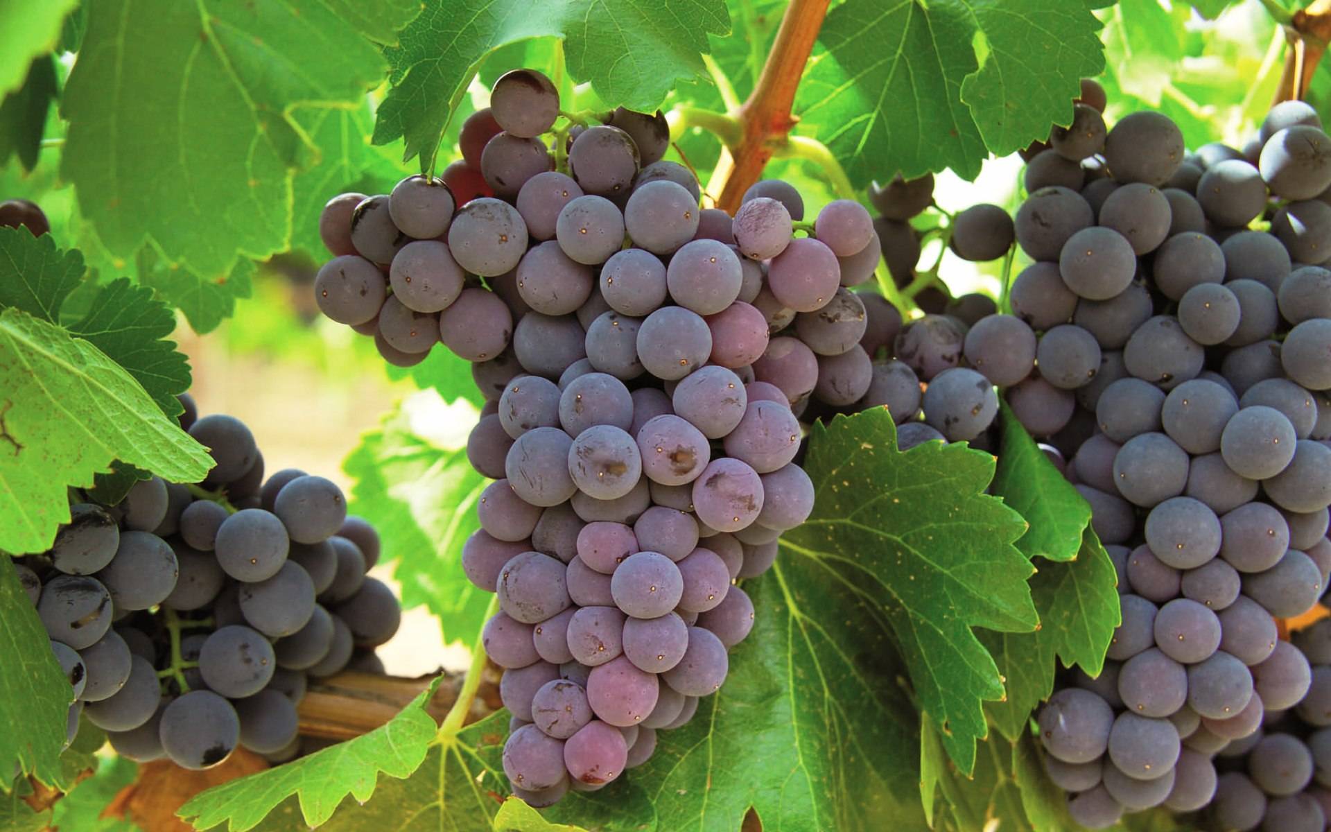 Виноград регент - подробное описание сорта и характеристика