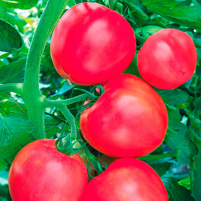 Калинка-малинка: миниатюрный томат для участка, теплицы или подоконника. описание, агротехника, отзывы