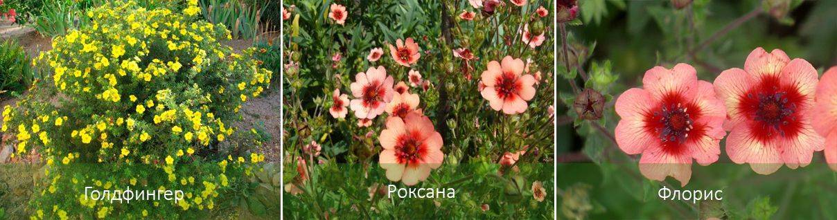 Лапчатка травянистая многолетняя — посадка и уход, размножение семенами, черенками, отводками