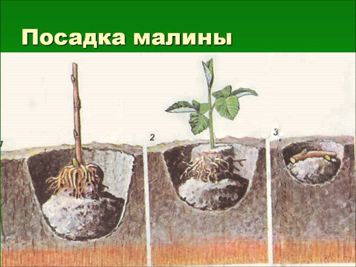 Малина: посадка и уход, выращивание в открытом грунте