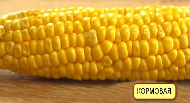 Лучшие сорта кормовой кукурузы - журнал "совхозик"