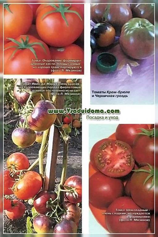 Описание высокоурожайного томата иван купала, посадка и уход