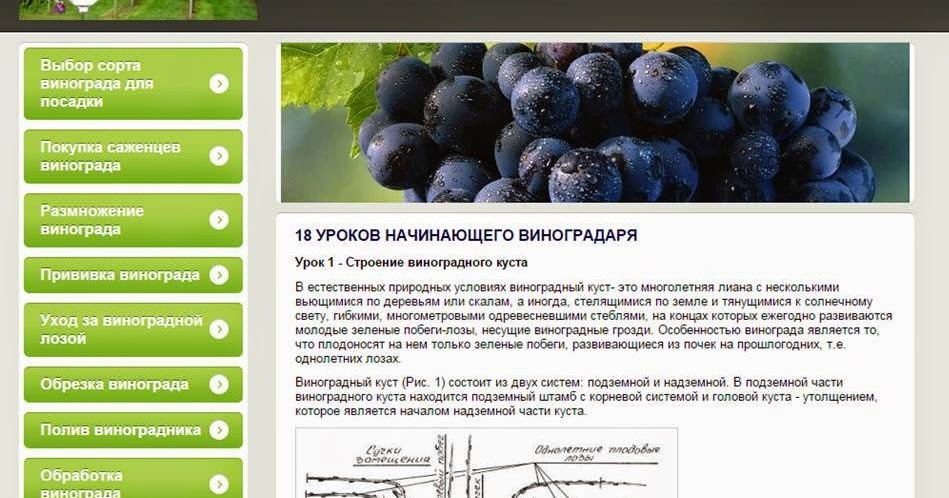 Виноград забава: описание и особенности ухода