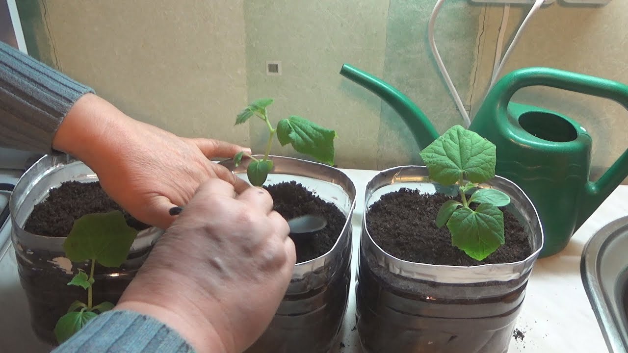 Болгарский перец: выращивание в теплице из поликарбоната. как грамотно провести посадку и уход для повышения урожайности? русский фермер
