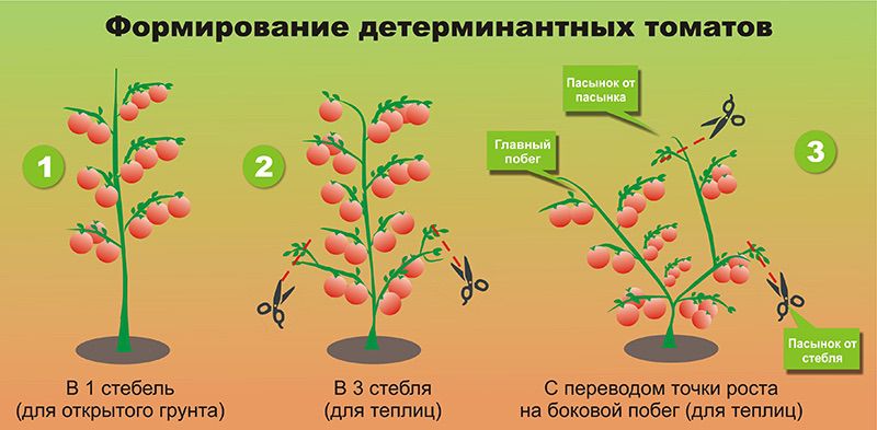 Как формировать помидоры в 2 стебля в теплице схема