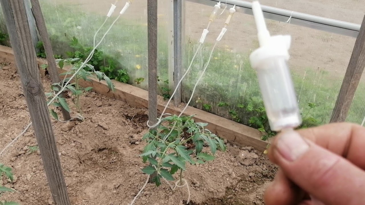 Полив помидор в теплице через пластиковые бутылки