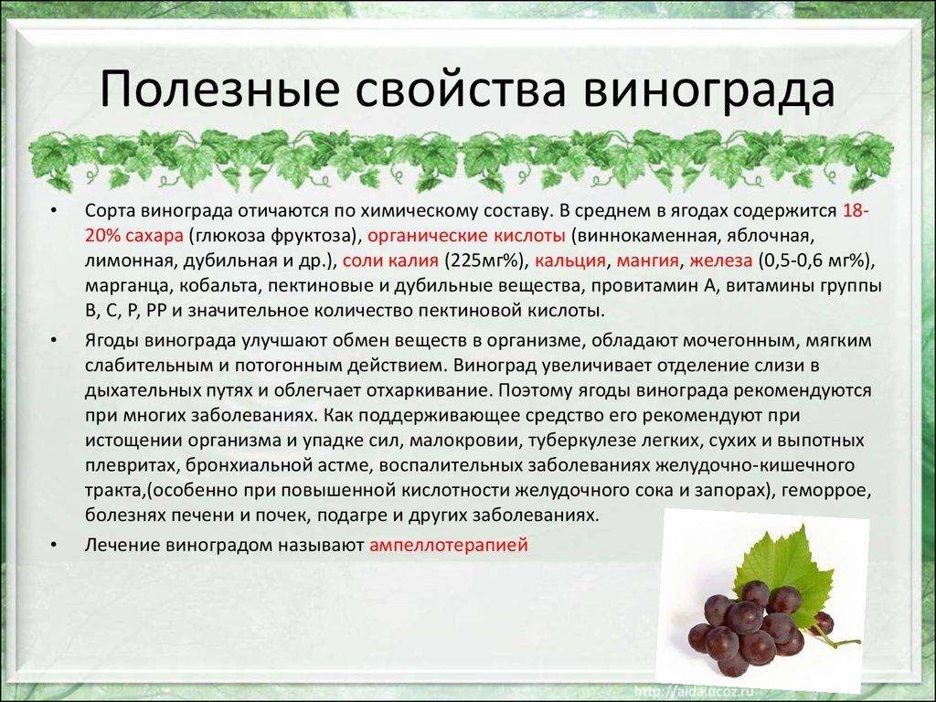 Виноградные листья - полезные и опасные свойства виноградных листьев