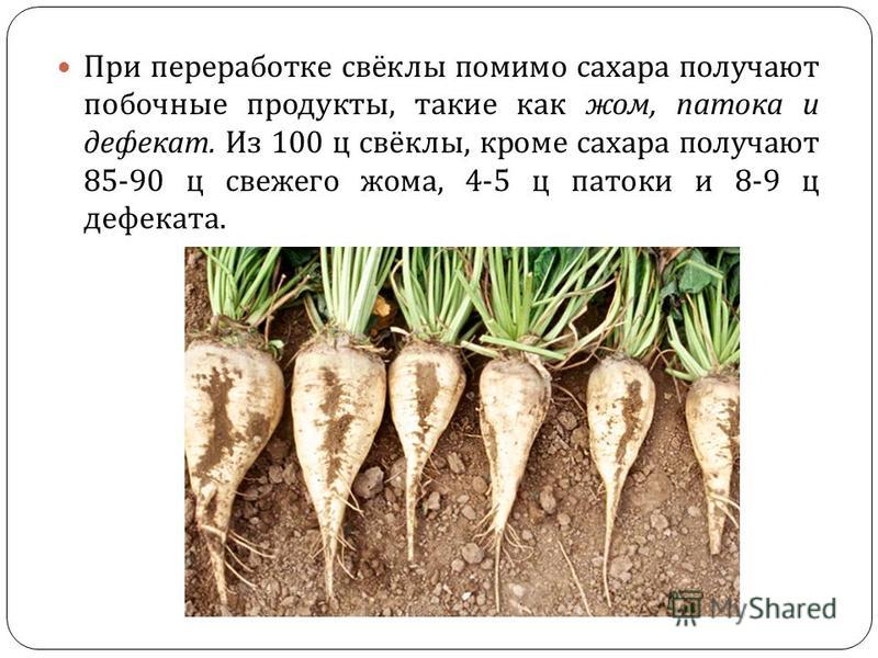 Технология возделывания сахарной свеклы: выращивание от посева семян до уборки, урожайность с 1 га, болезни и вредители, а также сколько это — посевная единица? русский фермер