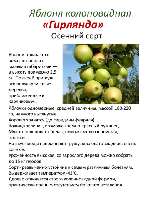Яблоня аркадик — описание сорта, фото, отзывы