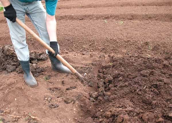 Копать лопатой: как быстро перекопать заросший участок на огороде, вырыть яму или траншею? как правильно копать мерзлую землю?