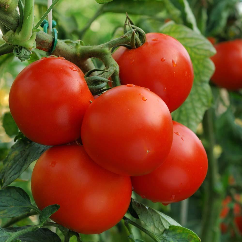 Характеристика и описание сорта томата манимейкер, урожайность и выращивание - всё про сады