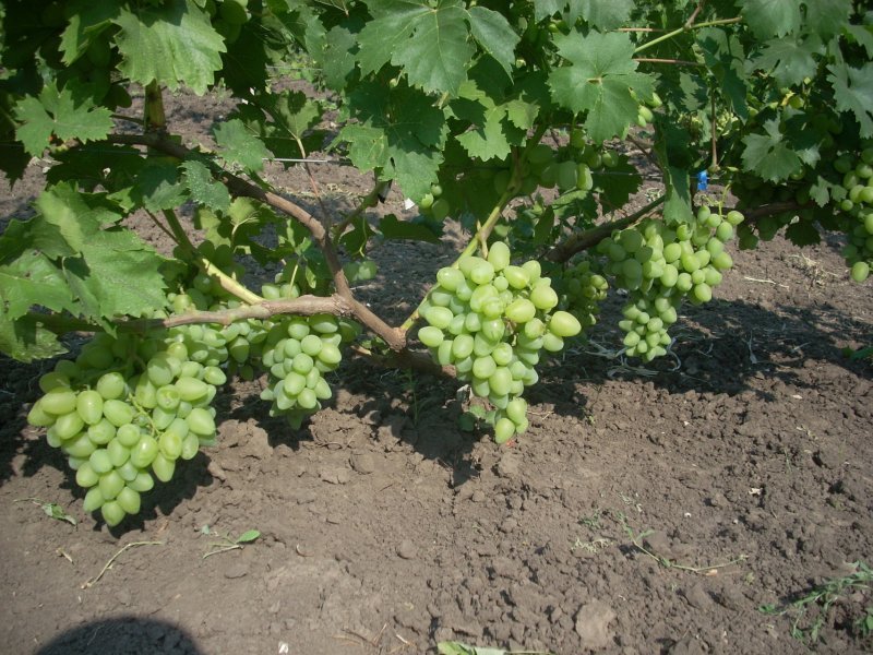 Сорт винограда «ркацители»: особенности ухода, полезные свойства, фото