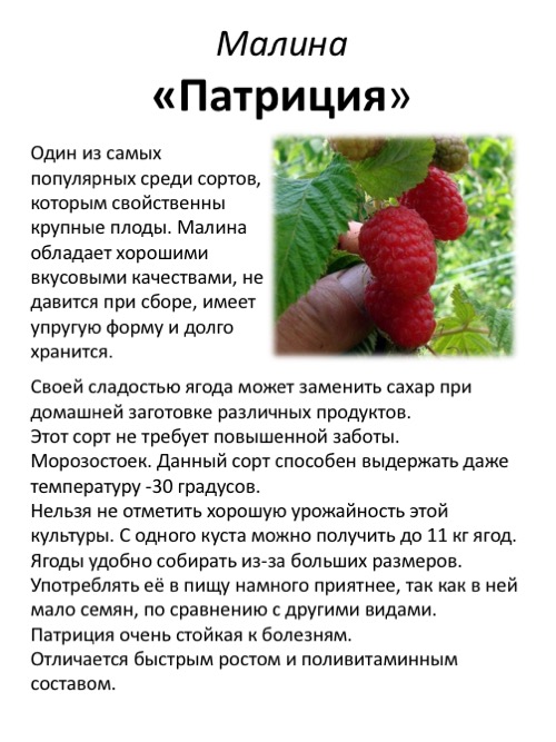 Сорта малины крупноплодной с фотографиями и описанием для средней полосы россии