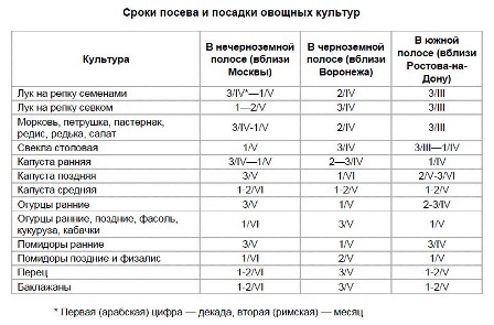 Схема посадки кукурузы сахарной в открытом грунте