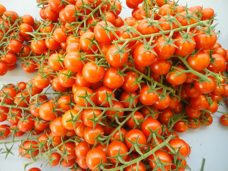 Томат «кумир»: описание сорта, особенности выращивания помидоров, борьба с вредителями
